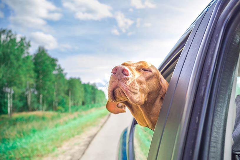 Happy Dog enjoying car ride