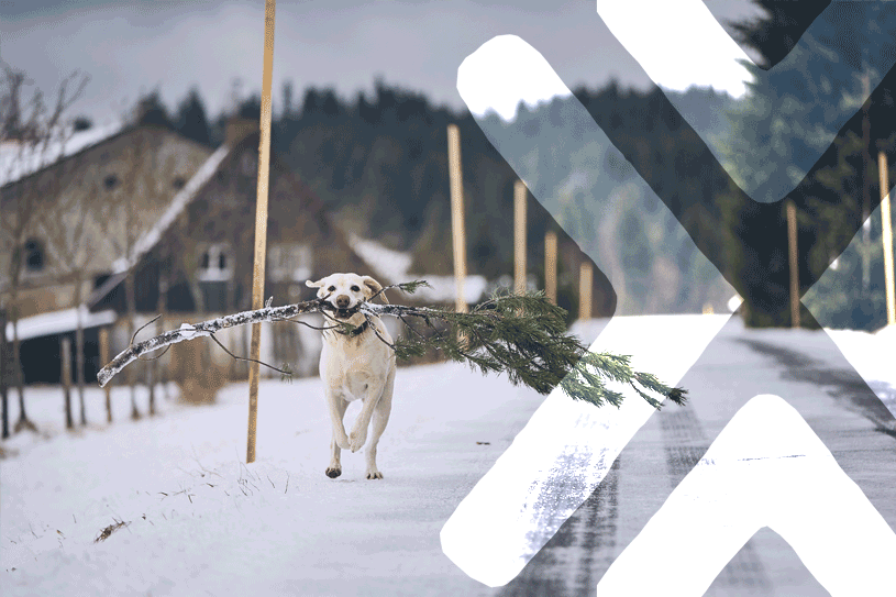 Dog carrying a large Pine Tree Branch