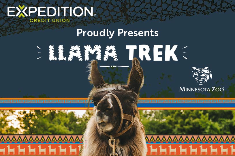 Llama Overlaying graphic that reads "Expedition Credit Union Proudly Presents Llama Trek at the Minnesota Zoo"